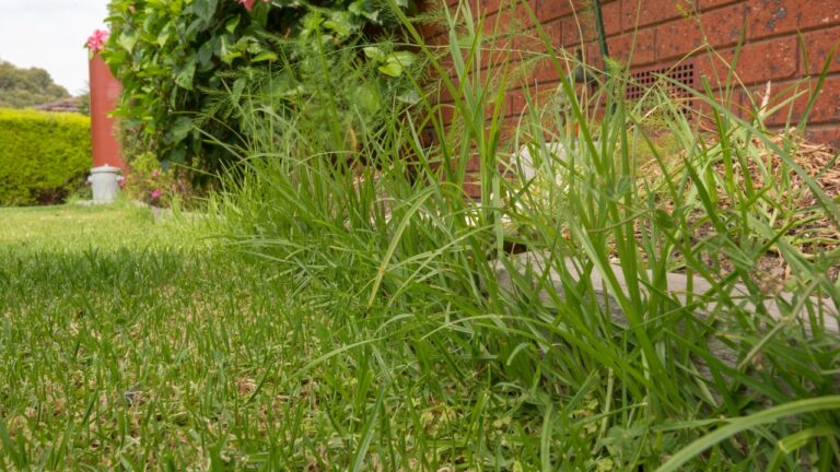 10 Reasons Your Lawn Looks Sloppy