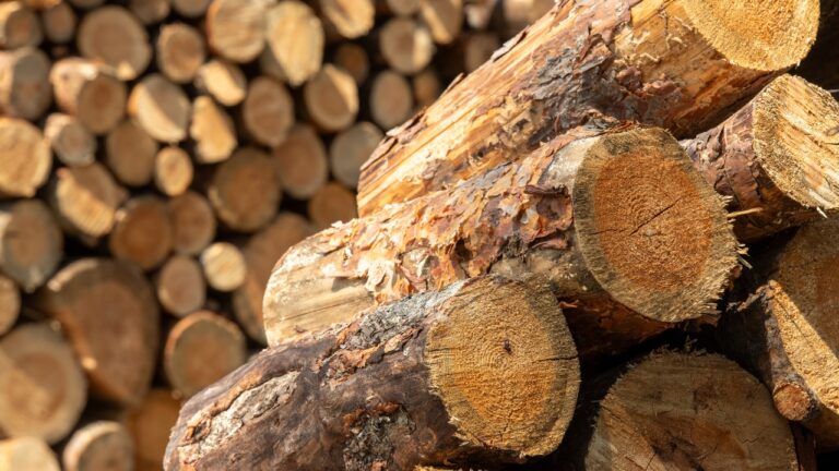 10 Types of Firewood That Are More Trouble Than They’re Worth