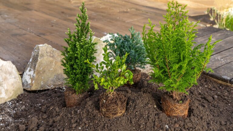 10 Landscaping Mistakes That Make You Look Like You Don’t Know What You’re Doing