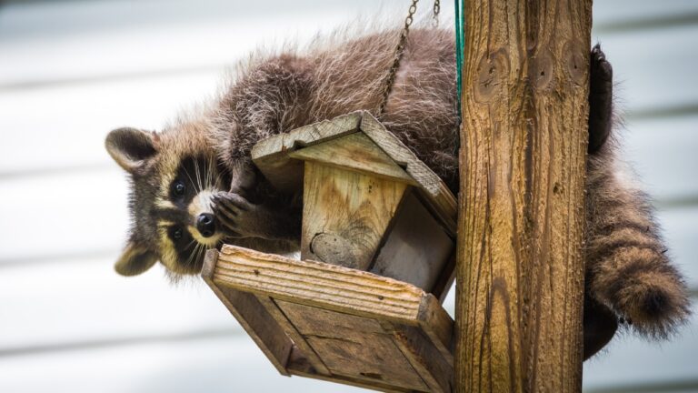 10 Mistakes That Attract Raccoons to Your Property