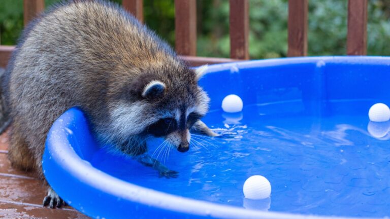 10 Things You’re Leaving Outside That Attract Raccoons Fast