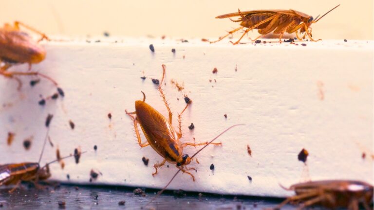 10 Things Roaches Love to Hide In