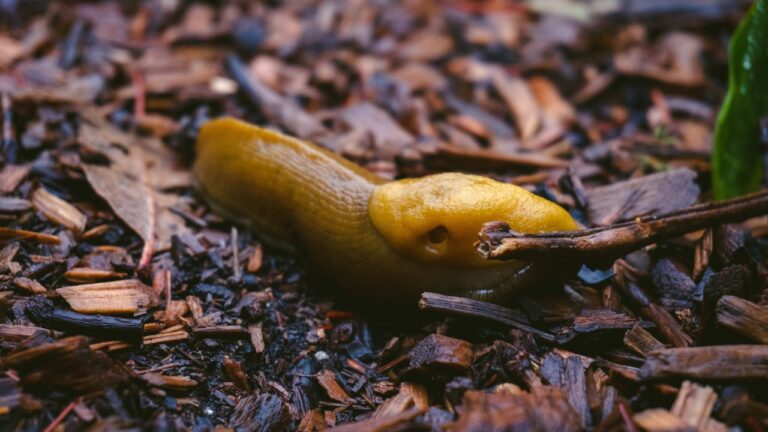 8 Garden Habits That Create the Perfect Environment for Slugs