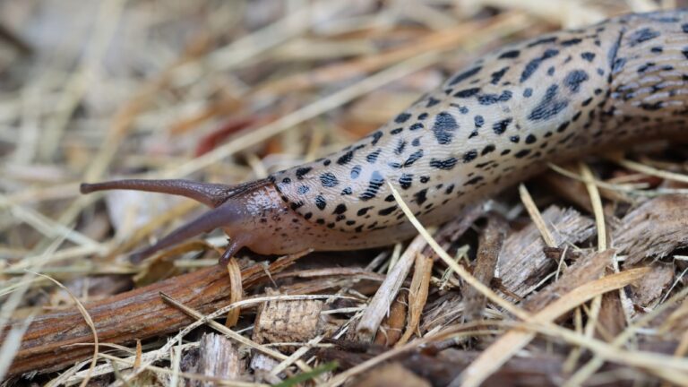 10 Things Hiding in Your Mulch That You Don’t Want to Find