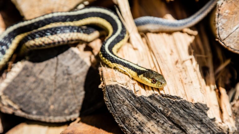 10 Yard Choices That Attract Snakes Without You Knowing