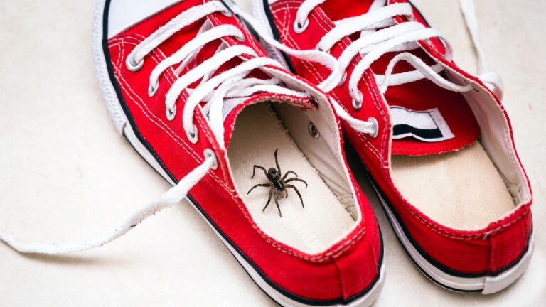10 Things You’re Doing That Are Inviting Spiders Into the House
