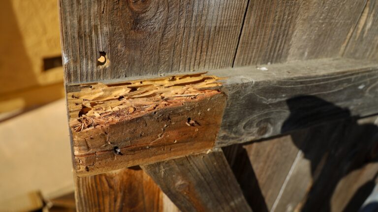 10 things in your yard that are attracting termites fast