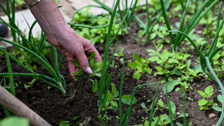 10 Weeding Habits That Are Making Things Worse