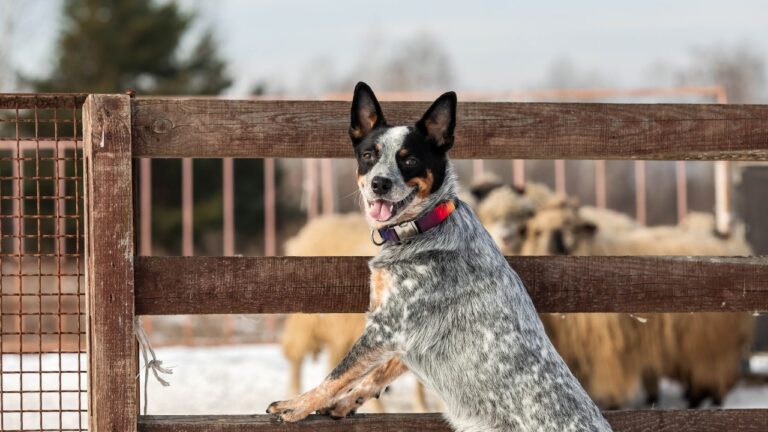 Best Dog Breeds for Farm Life