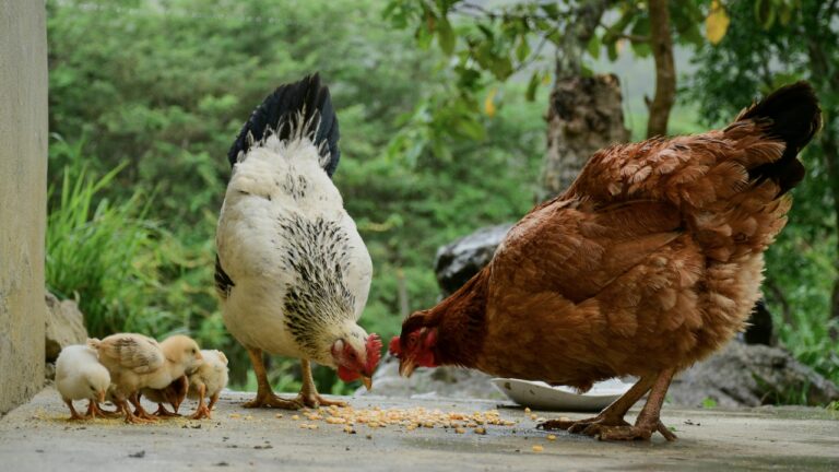 9 Things You Should Never Feed Laying Hens