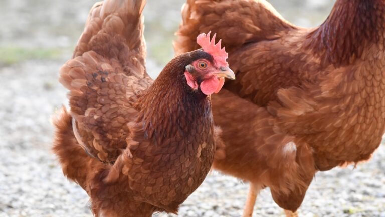 7 Daily Realities That Surprise First-Time Chicken Owners