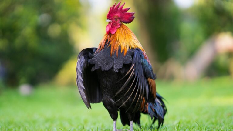 10 Signs Your Rooster Is a Problem (Not a Protector)