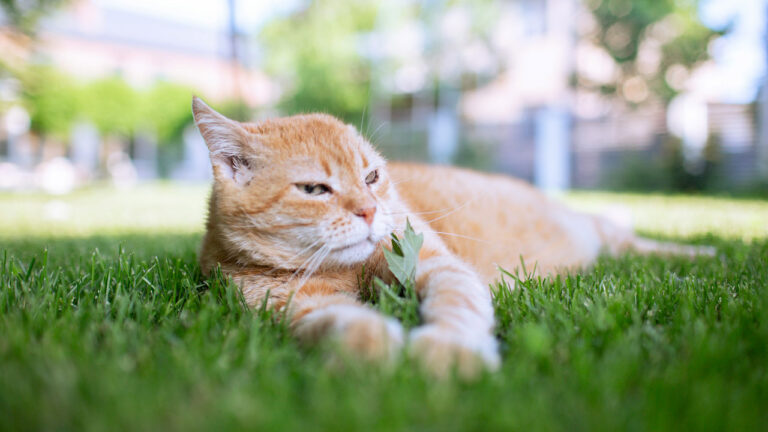 How to Build a Safer Backyard for Your Pets