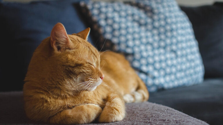 Cleaning Methods That Keep the Cat Smell Under Control