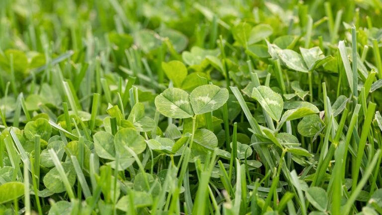 10 Weeds That Will Ruin Your Yard by August