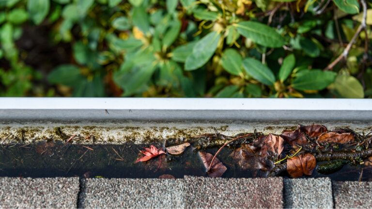 8 Reasons Mosquitoes Love Your Yard More Than the Neighbors’