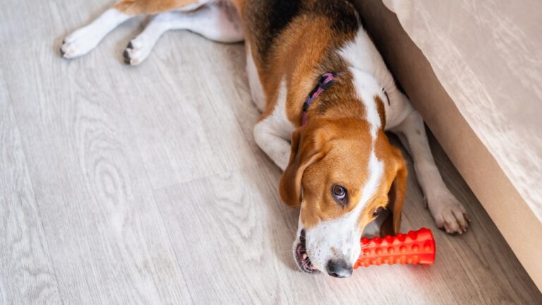 10 Cleaning Shortcuts That Don’t Work in a House with Pets