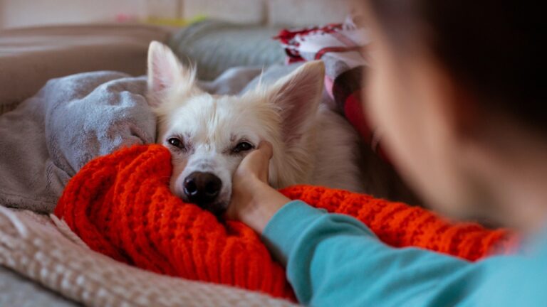 How to Keep Your Dog Calm This Independence Day
