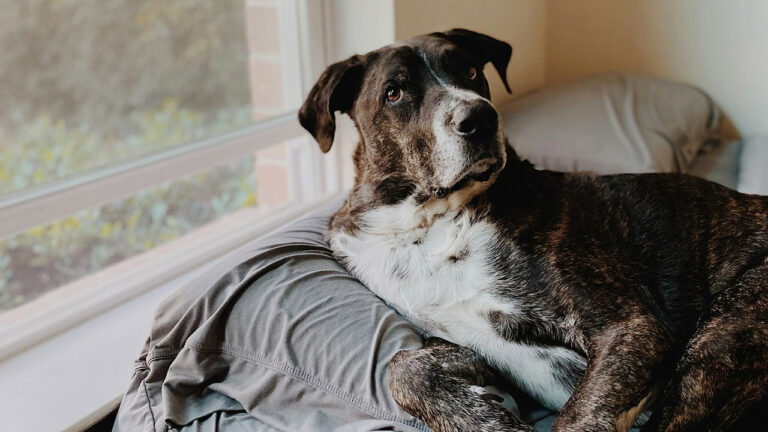 8 Reasons Your Dog Is Making Your House Smell Terrible