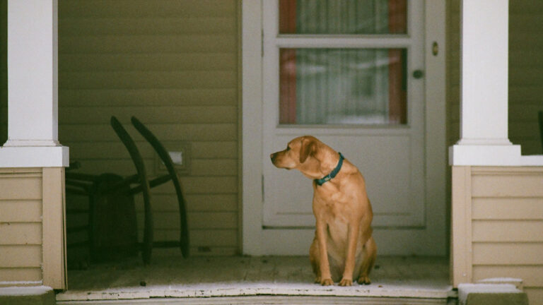 10 Things Dog Owners Should Never Leave Out Overnight