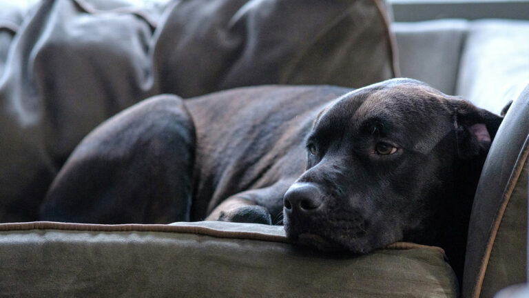 7 Things I Wish I Knew Before Letting the Dog on the Furniture