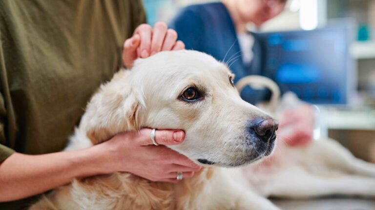 10 Mistakes That Make Life Harder With a Dog