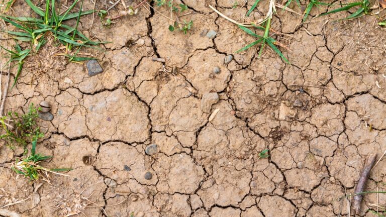 10 Ways to Help Your Yard Survive a Drought