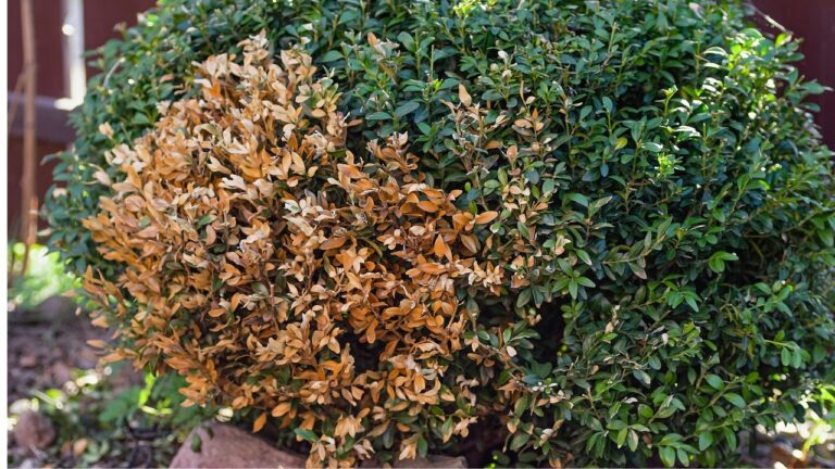 10 Plants That Make It Look Like You Gave Up on the Yard