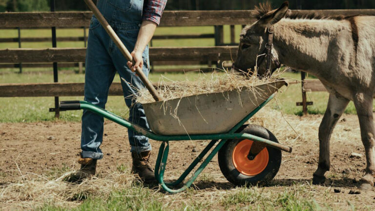 9 Things That Tell Everyone You’re New to Country Life