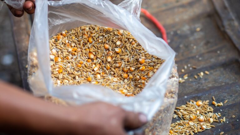 Feed Storage Mistakes That’ll Ruin the Whole Batch