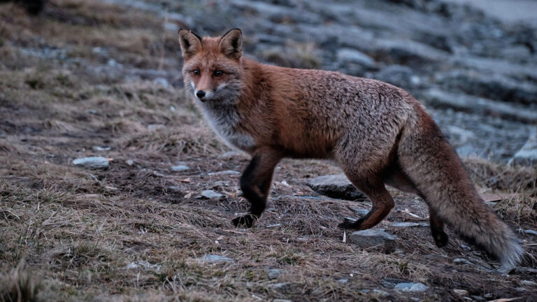 What Actually Keeps Predators Off the Property (Without Running Wires)