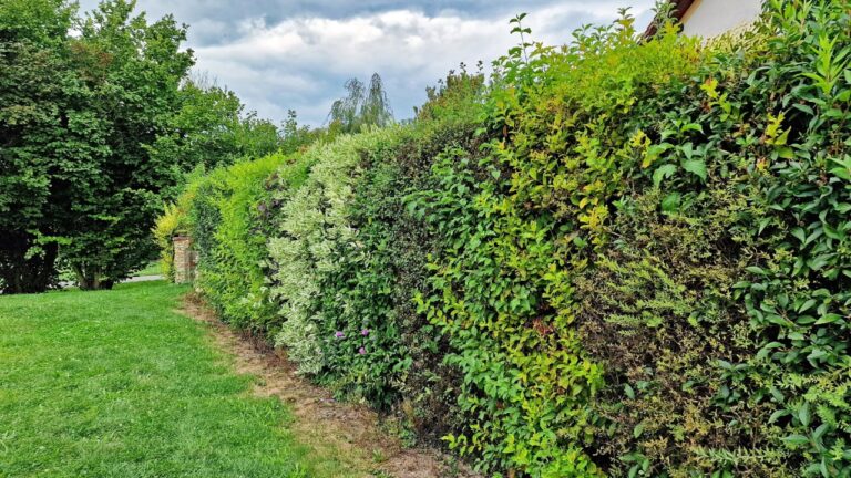 8 Shrubs That Turn Into a Mess Fast