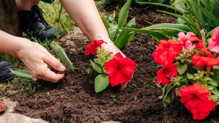 10 Things You’re Doing in the Heat That Are Wrecking Your Garden Beds