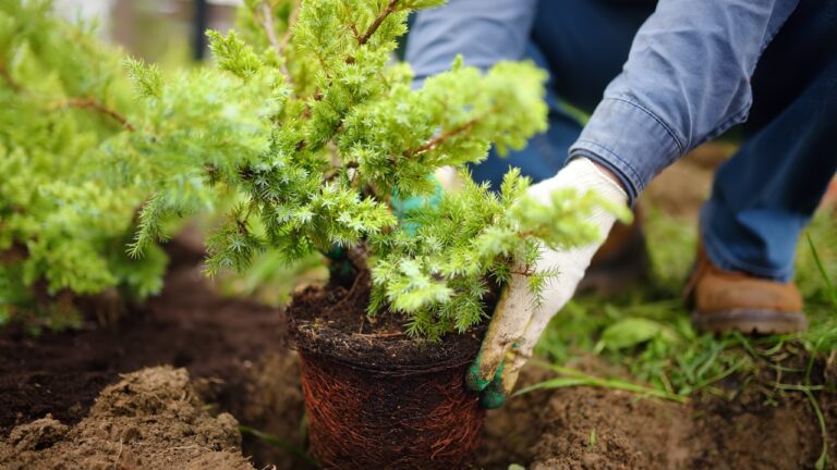 10 Summer Yard Projects You’ll Regret Starting Too Late