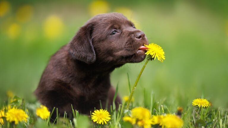 Never Let Your Dog Eat These Weeds