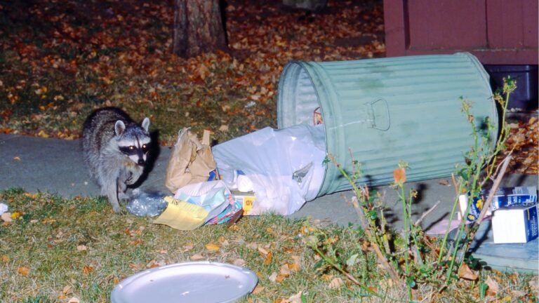 10 Things That’ll Attract Wildlife to Your House Fast