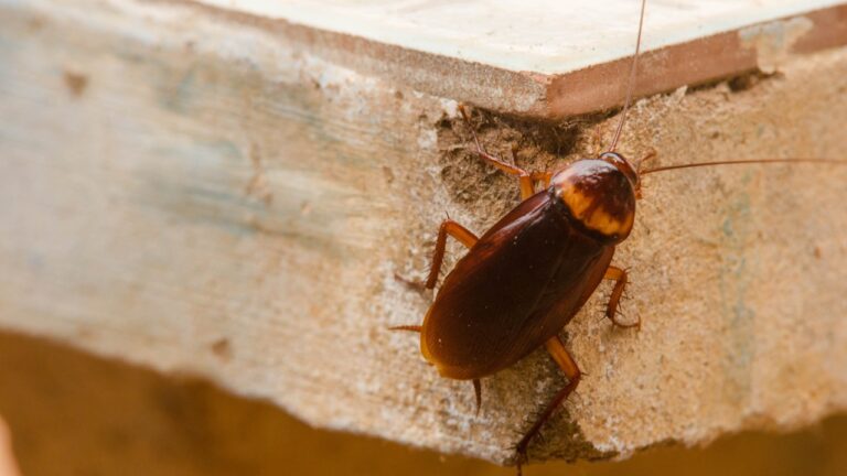 10 Things in the Garage That Are a Roach Magnet in Summer