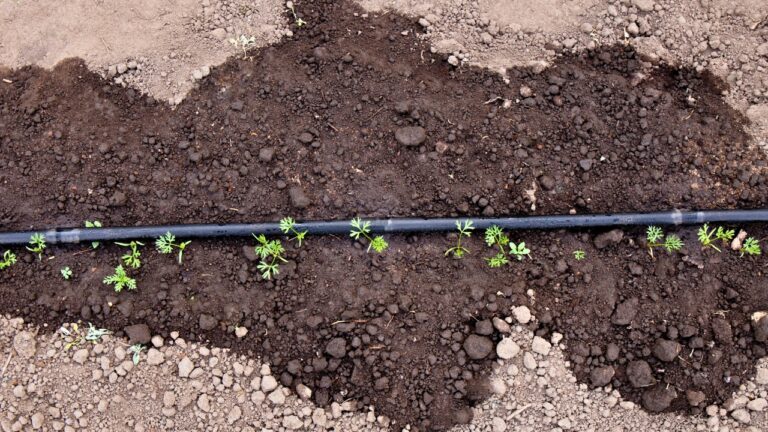 9 Ways to Help Your Garden Beds Recover From a Scorching Week