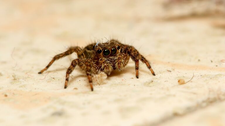 What We Did to Finally Keep Bugs Out of the House