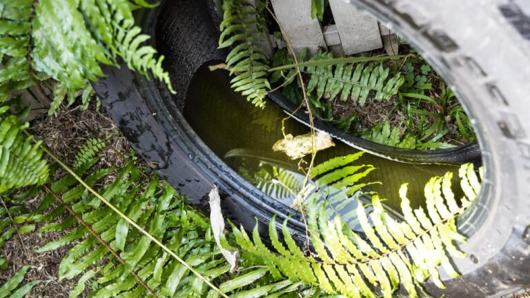 6 Yard Features That Attract Mosquitoes Like Crazy