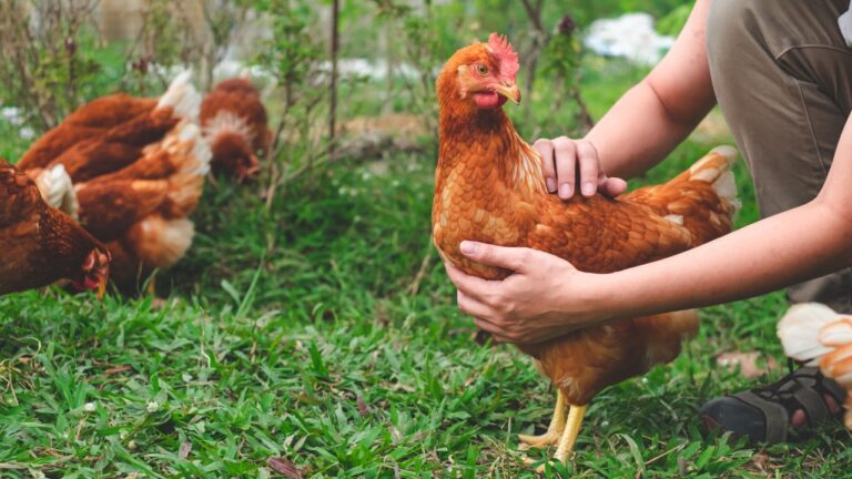 10 low-maintenance animals for beginner homesteads