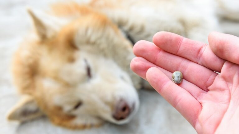 8 Mistakes That Carry Ticks Straight Into the House
