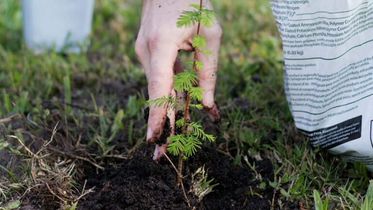 8 Yard Features That’ll Make You Regret Planting Trees There