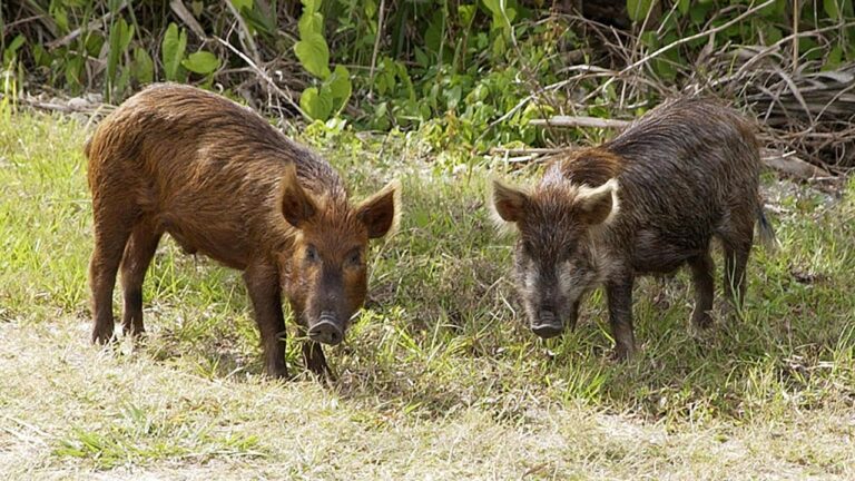 How to Keep Wild Hogs Off Your Property