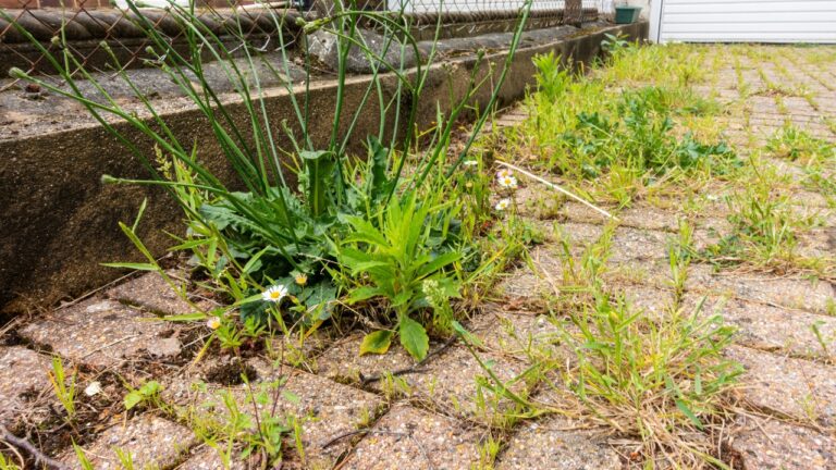 7 Landscaping Habits That Make the House Look Older