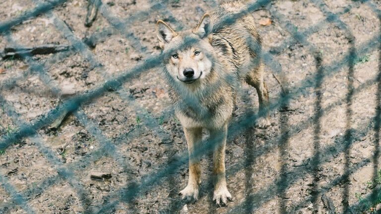 9 Mistakes That Prove You’ve Never Dealt With Predators