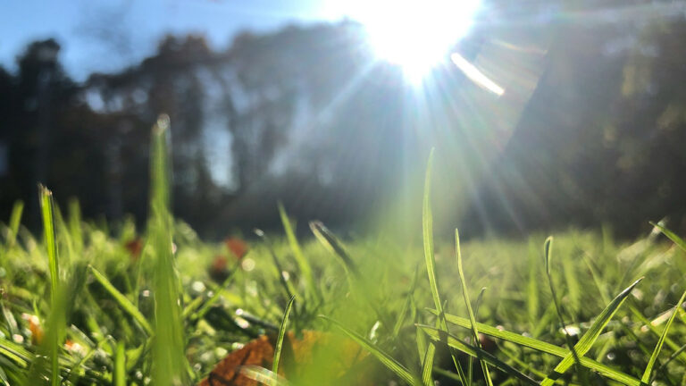 9 Landscaping Choices That Are Making Your Yard Hotter