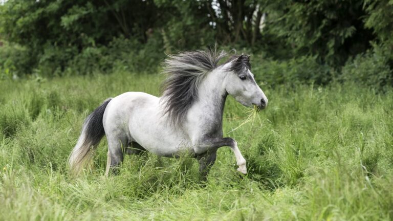 7 mini horse breeds that win everyone over