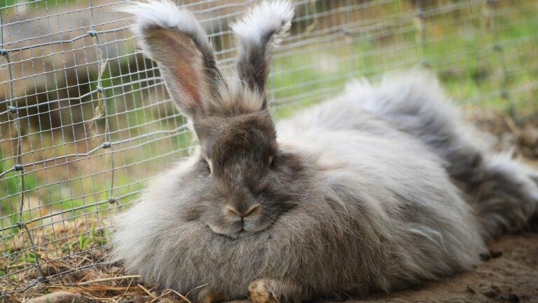 7 animals that struggle hard in certain climates