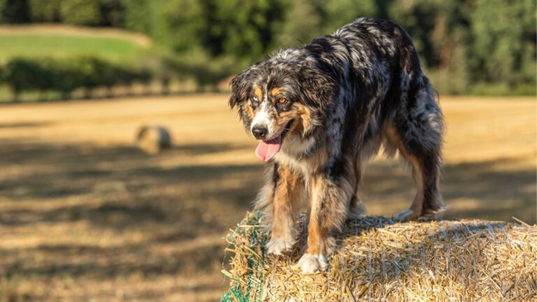 12 dog breeds that are perfect for farm life and family life